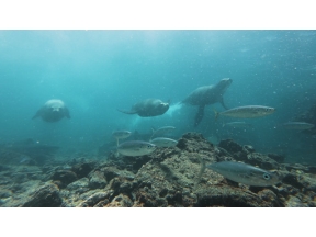 ワイルドライフ　スペシャル「福山雅治が見つめる“激変ガラパゴス”」