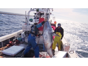 プロフェッショナル　津軽海峡、マグロに愛された男　マグロ漁師・菊池武一