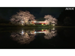 運転席からの風景　桜の記憶