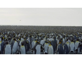 フロンティア　南極海漂流　超巨大氷山Ａ２３ａを追う