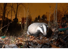 地球ドラマチック　オスロ　野生の息づく街で