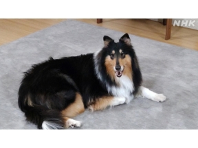 心おどる　犬ワールド＜新＞（１）江戸の犬ブーム