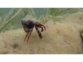 ダーウィンが来た！「生きもの大集合！謎の白い海」