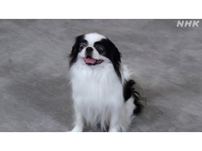 心おどる　犬ワールド（４）人によりそい働く犬