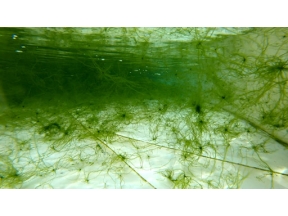 所さん！事件ですよ　地球を救うスーパーフード！？驚異の“藻”パワー