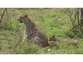 ダーウィンが来た！「忍びのワザで生きろ！ヒョウ母子」