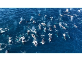 ワイルドライフ　ＳＰ　南アフリカ世界初！巨大クジラ３００頭　海に響く歌の秘密