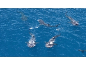 ワイルドライフ　ＳＰ　よみがえる感動「ジンベエザメ」「巨大クジラ」大集結
