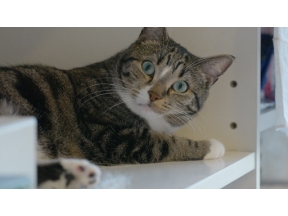 ネコメンタリー　猫も、杓子（しゃくし）も。　嶋津輝と三九