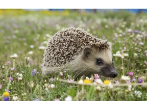 地球ドラマチック　セイム✕セイム　そっくり動物進化の秘密