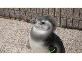 ザ・バックヤード　知の迷宮の裏側探訪　すみだ水族館