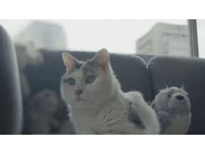 ネコメンタリー　猫も、杓子（しゃくし）も。　麻生要一郎とチョビ
