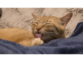ねこ育て　いぬ育て（２３）