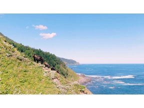 ワイルドライフＳＰ　知床半島　海に生きるヒグマ　変わりゆく“生命の楽園”
