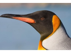 地球ドラマチック　ペンギン物語　後編　赤ちゃん危機一髪