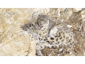 ワイルドライフ　孤高の王者ユキヒョウ　未知の素顔に迫る