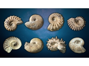 ダーウィンが来た！「恐竜時代の“陰の主役”　アンモナイト大研究」