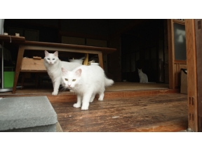 岩合光昭の世界ネコ歩き　高野山　和歌山