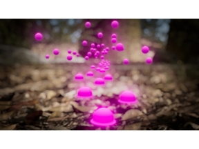 ワイルドライフ　秘密のメッセージ　生きものたちのコミュニケーション