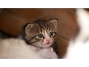 岩合光昭の世界ネコ歩き　カッパドキア～トルコ～