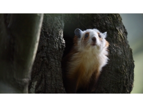 地球ドラマチック　シリーズ　中国　野生の楽園　パンダの暮らす森で