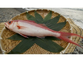 釣りびと万歳　底どり極めオナガダイと勝負！～木ノ本嶺浩　静岡・南伊豆町～