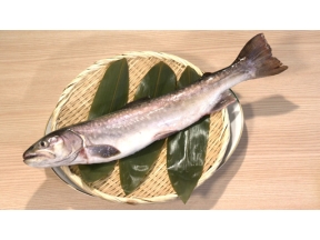 釣りびと万歳“越冬アメマス”を追え！　～鈴木拓　北海道・釧路湿原～