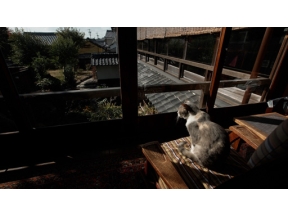 岩合光昭の世界ネコ歩き　三河