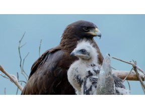 地球ドラマチック　シリーズ　中国　野生の楽園　悠久の武夷山