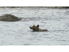 ダーウィンが来た！「最新報告　“ヒグマの楽園”の異変」