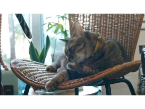 ネコメンタリー　猫も、杓子（しゃくし）も。　村山早紀と千花