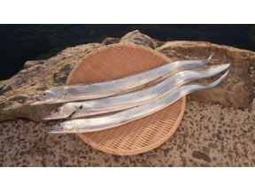 釣りびと万歳　巨大タチウオに挑め！～レイザーラモンＲＧ　山口・周防大島町～