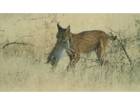 ワイルドライフ　スペイン南西部　陽光の大地を駆ける！幻のスペインオオヤマネコ