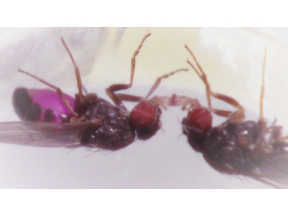 サイエンスＺＥＲＯ　昆虫たちの恋リア！？“婚姻贈呈”の不思議