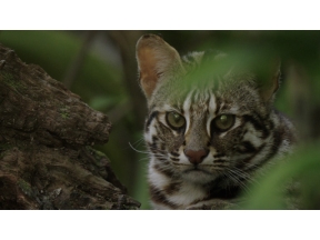 ワイルドライフ　スペシャル　国際共同制作　台湾　里山　人と生きものの記憶