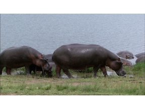 ダーウィンが来た！「強い！かわいい！カバ大百科」