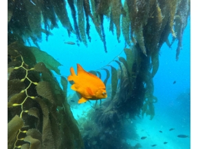 地球ドラマチック　ラッコの暮らすケルプの森で