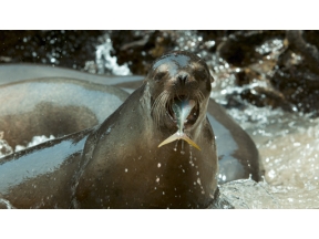 ワイルドライフ　スペシャル「福山雅治が見つめる“激変ガラパゴス”」