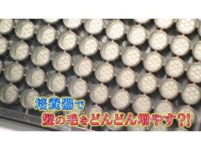 所さん！事件ですよ　３歳から脱毛サロンに！？“毛”の最新事情