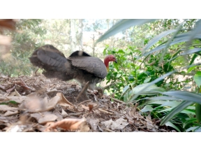 ダーウィンが来た！「シドニーで大繁栄！落ち葉で塚をつくる鳥」