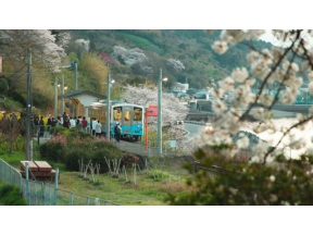 運転席からの風景　桜の記憶