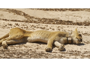 ダーウィンが来た！「幻の砂漠ライオン！孤高のメス　最後の物語」