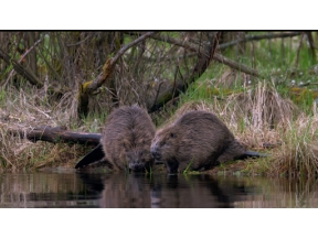 地球ドラマチック　オスロ　野生の息づく街で
