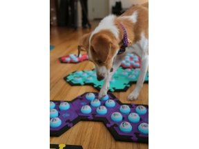 地球ドラマチック　大実験！イヌは「話せる」のか？