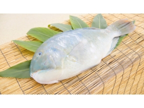 釣りびと万歳　選　沖縄三大高級魚“マクブ”に挑む！　～金子貴俊　沖縄・石垣島～