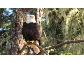 ダーウィンが来た！「生きもの大集合！謎の白い海」