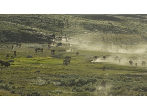 ワイルドライフ　北米イエローストーン　よみがえる草原の守護者　バイソン