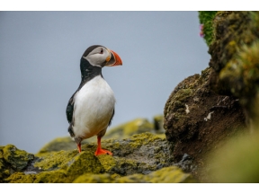 地球ドラマチック　渡り鳥の楽園　アイスランド