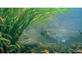 ダーウィンが来た！「徹底解明！ナマズの超能力」