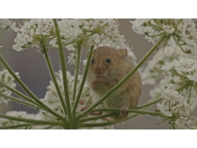 ワイルドライフ　国際共同制作　ワイルドロンドン